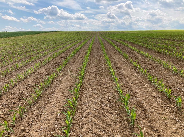 Wczesne zwalczanie chwastów w kukurydzy – nowości od INNVIGO